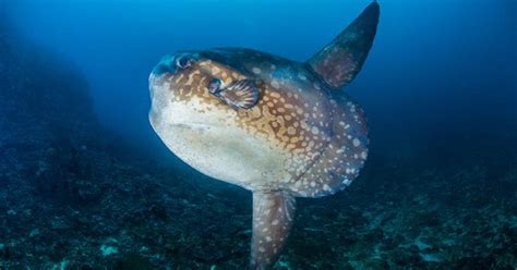 Watch Video Scientists Now Discovered The Giant Sunfish That Eluded