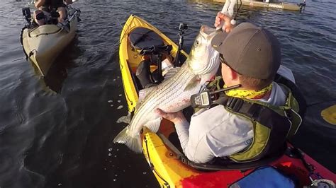 Kayak Fishing For Big Striped Bass With Live Pogies Youtube