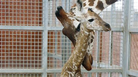 Baby Giraffe Born At Dallas Zoo Two Years After Kipenzis Untimely