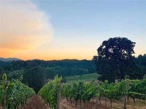 Lonesome Rock Organic Oregon Wine Willamette Valley Ava Pinot Noir