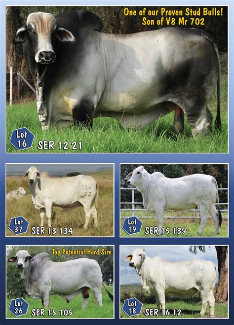 Added to list add to my list added. Serfbred - The Brahman Cattle Breeders' Society of South ...