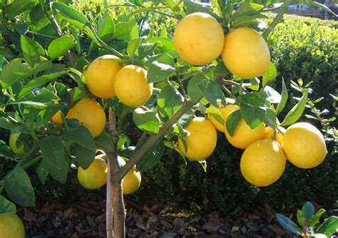 Lemon Tree Pictures Photos Images And Facts On Lemon Trees