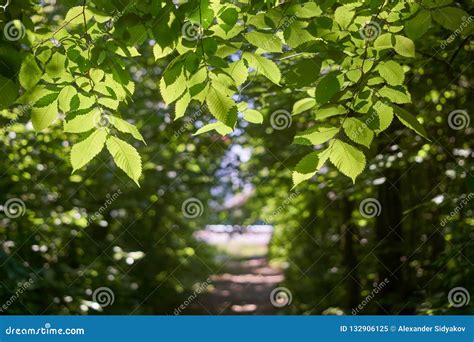 The Branches Of The Elm Tree Over The Forest Path Stock Image Image