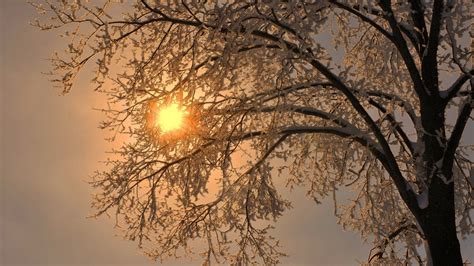 Nature Trees Branch Winter Snow Frost Sun Simple Wallpapers Hd