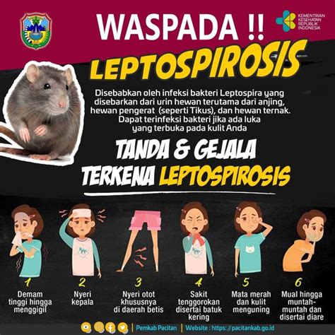 Sobat Pacitan Mari Waspada Leptospirosis Pemerintah Kabupaten Pacitan