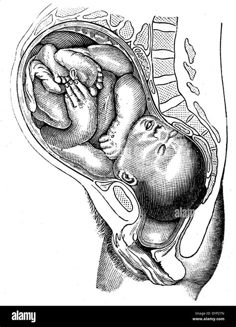 Posición Fetal Imágenes De Stock En Blanco Y Negro Alamy