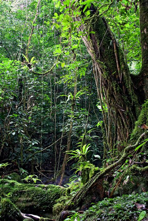 Mambélé The Rainforest In The Congo Basin Near The Wwf Off Flickr