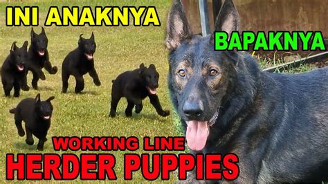 Puppy Herder Anjing Polisi And Sport Youtube