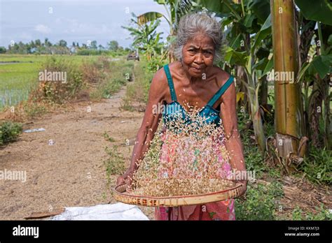 Elderly Indonesian Woman Sifting Winnowing Rice Seeds After Harvesting At Rice Field On The