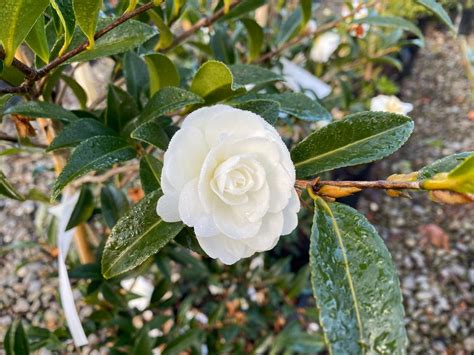 camellia sasanqua early pearly camellia leafland limited best price buy trees online