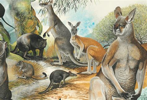 Fossil Factfile Procoptodon Australian Geographic