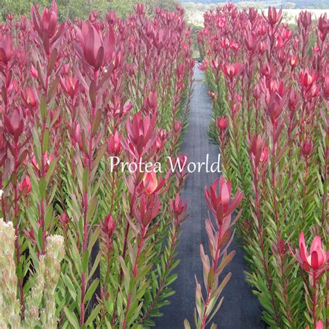 Protea World Protea Plants Online And Nursery Safari Sunset Protea