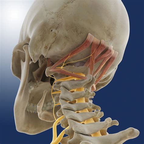 #muscle #anatomy #bones #fitness #training #health #physiology #workout. Occipital Bone: Anatomy, Function, and Treatment