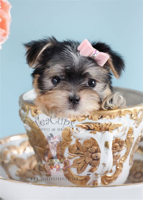 Designer Breed Puppies For Sale Teacups Puppies And Boutique