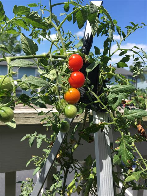 My Pretty Cherry Tomato Plant Rpics