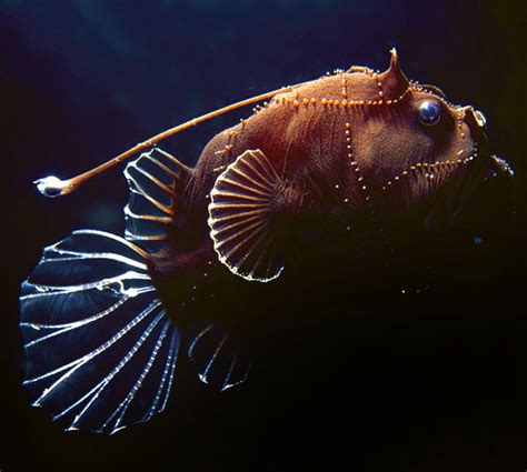 Scientists Discover Bizarre Deep Sea Creatures