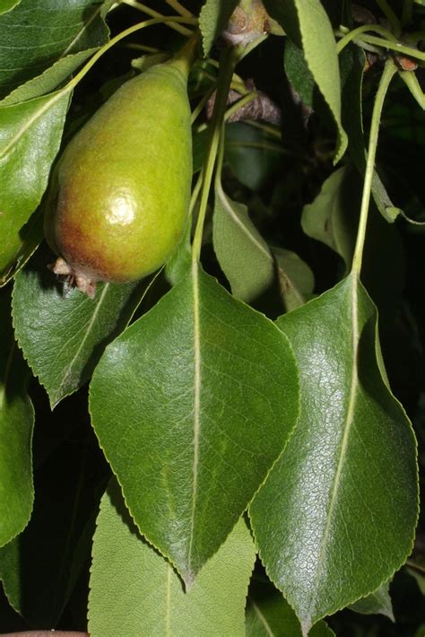 Pyrus Communis Common Pear Go Botany