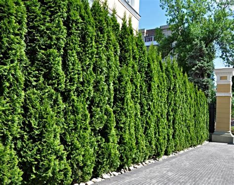 Green Giant Arborvitae Vs Leyland Cypress Whats The Difference
