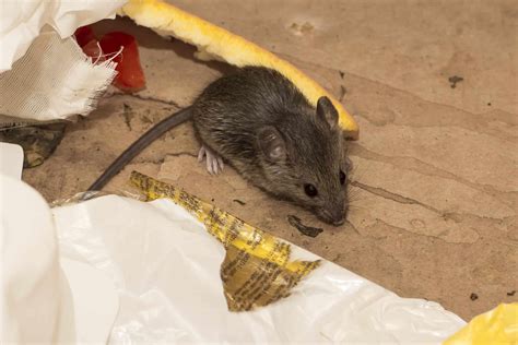 Chances Of Getting Sick From Mouse Droppings Attic Projects