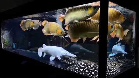 Big Arowana Fish Tank And Friendly Arowana Tank Mates Youtube