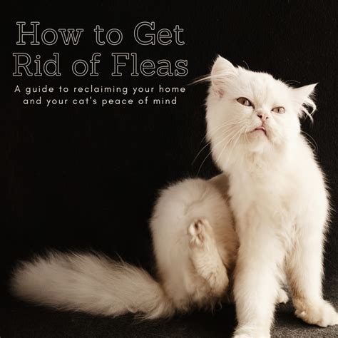 How To Get Rid Of Fleas On Dogs And Cats