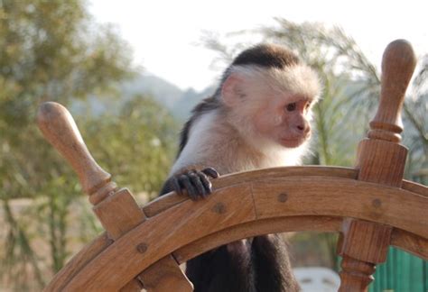 Barbossa names it jack after captain jack sparrow leaves the black pearl he replaces it with a monkey named jack. Monkey for rent or monkey rental for hire for children's ...