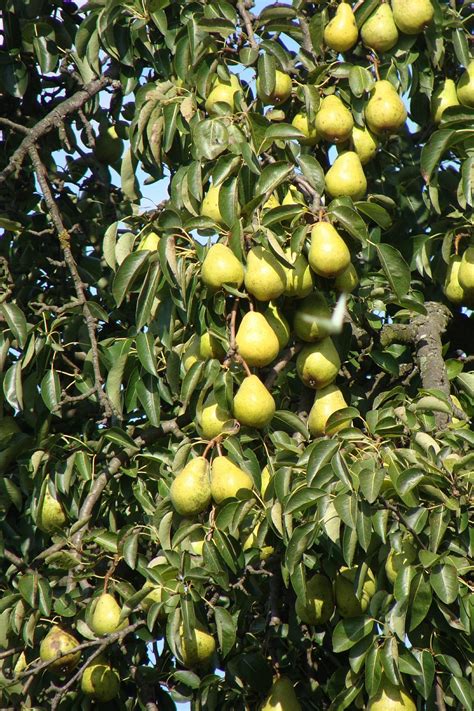 Pear Trees H Richardson Farms Ltd