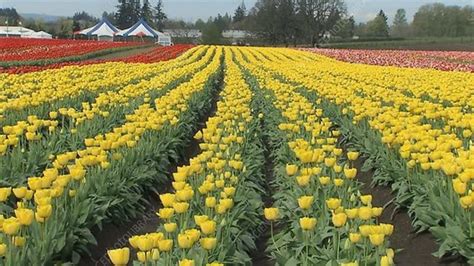 Woodburn Tulip Farm Oregon Stock Video Clip K0016959 Science