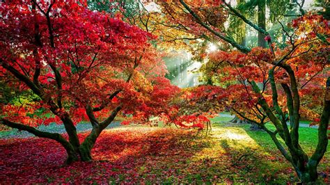 Red Maple Trees In Autumn