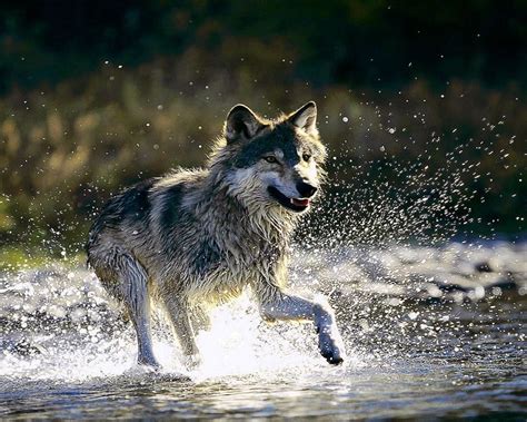 Water Wolf Wallpapers Top Free Water Wolf Backgrounds Wallpaperaccess