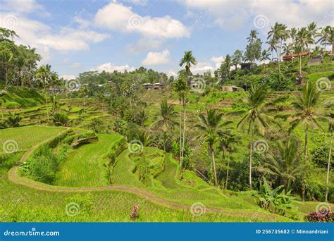 Tegalalang Ubud Bali Indonesia The Landscape Of The Ricefields Rice Terraces Famous Place