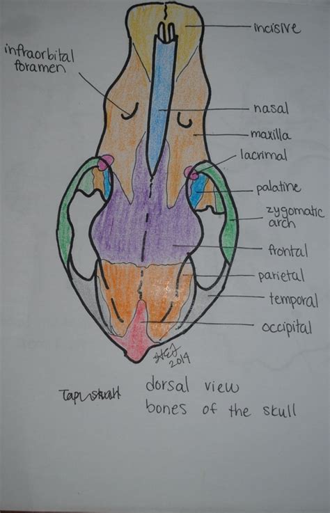 Cranial Nerves (Part 2) - LilMissVet (Student)