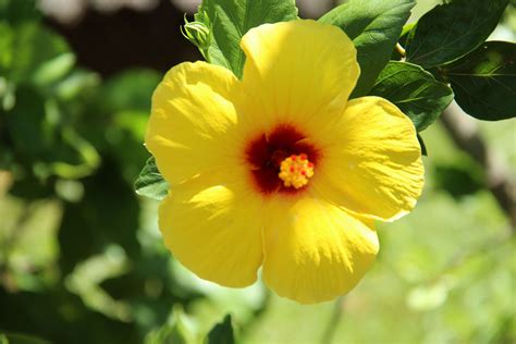 Pretty Yellow Hibiscus Yellow Hibiscus Oahu Pretty Plants Plant