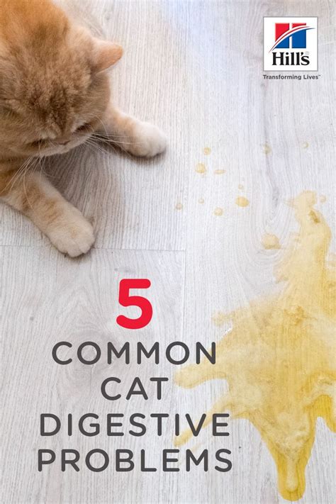 Since he has been losing weight (due to the throwing up), he gets his food whenever he wants. Five Common Cat Digestive Problems | Cat throwing up, Cat ...