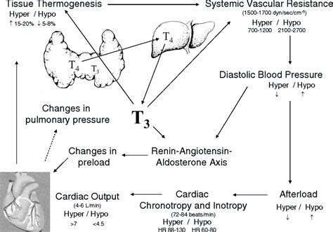 Thyroid Disease And The Heart Circulation