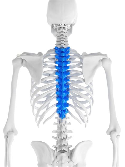 Physiotherapy For Mid And Upper Back Thoracic Spine Pain Glebe Physio