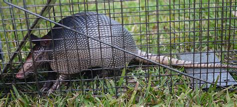 Tampa Armadillo Removal And Control