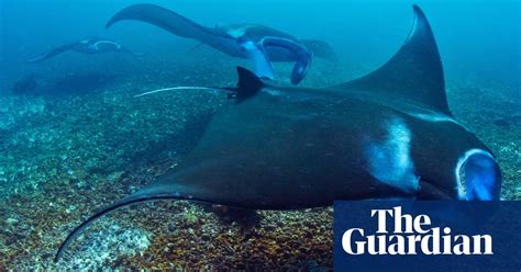 Ending The Consumption Of Manta Ray Gills In China In Pictures