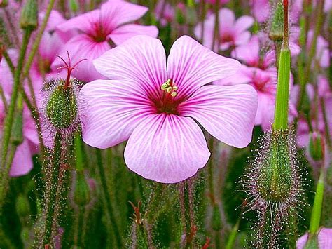 Free Picture Purple Flowers Buds Petals Grass