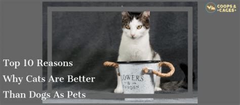 Top 10 Reasons Why Cats Are Better Than Dogs Coops And Cages