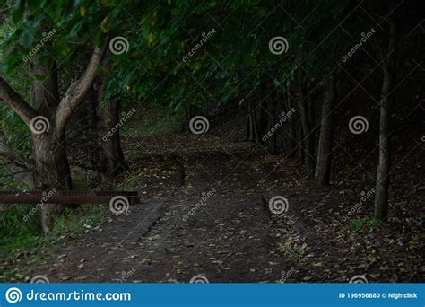 Beautiful Photos Of Forests Path In The Deep Forest Stock Photo