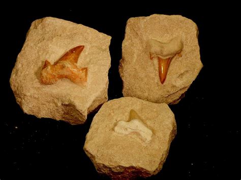 Lamna Shark Tooth Fossils Naturally Wild Australia