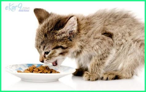 Itulah ketika vitamin untuk kucing. Anak Kucing Diberi Makan Umur Berapa | Anak kucing, Kucing ...