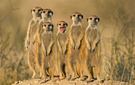 Meerkats Where Can I See Meercats In Africa African Wildlife Safaris
