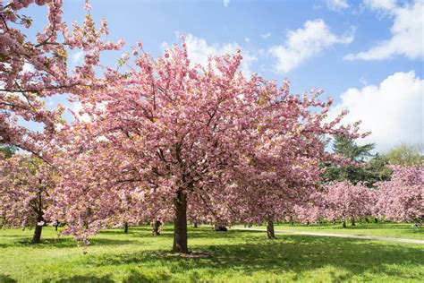 Best Cherry Blossoms In Paris 2021 Quick Guide By A Local — World