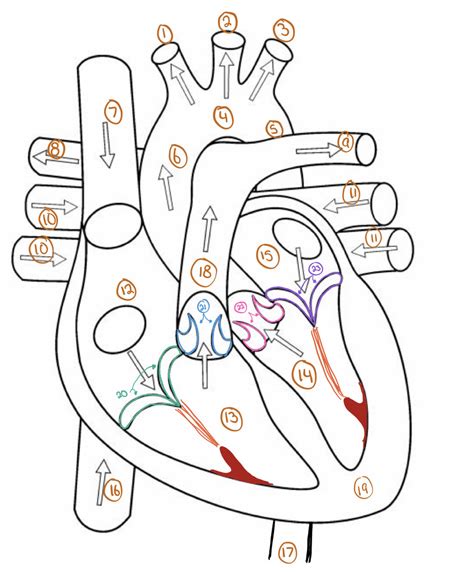 Cardiovascular System 1 Diagram Quizlet
