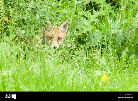 Fox Cub Peering Out From Grasses Stock Photo Alamy