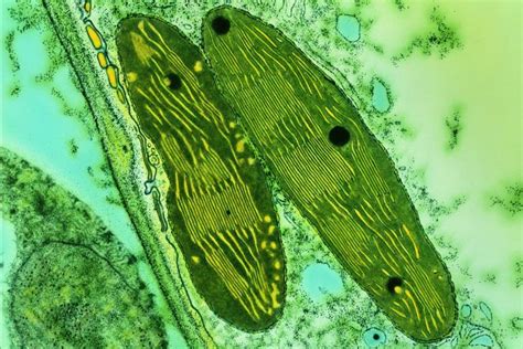 Photosynthetic Organisms Plants Algae Cyanobacteria