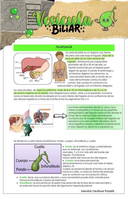 Ves Cula Biliar Medicipedia Udocz