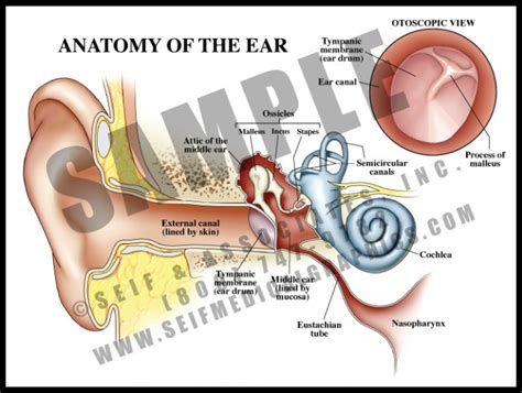 Ear Anatomy And Physiology